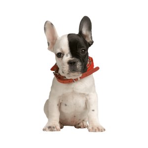 سگ شیتزو کراس سفید مشکی