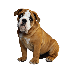 توله امریکن بولی قهوه ای روشن